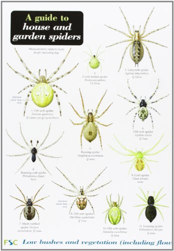 The Best Books on Spiders | Five Books Expert Recommendations