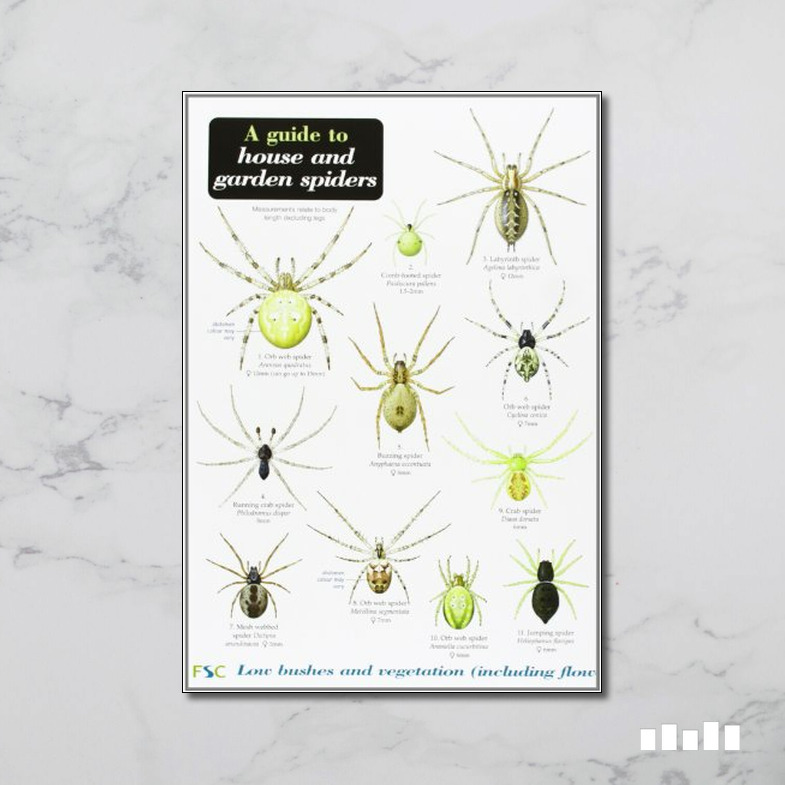 A Guide to House and Garden Spiders by Lawrence Bee