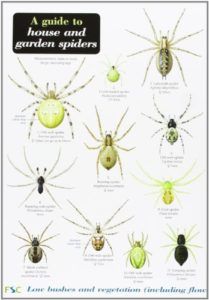 The best books on Spiders - A Guide to House and Garden Spiders by Lawrence Bee & ‎Richard Lewington (illustrator)