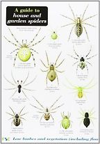 A Guide to House and Garden Spiders by Lawrence Bee & Richard Lewington (illustrator) A Guide to House and Garden Spiders by Lawrence Bee & Richard Lewington (illustrator)