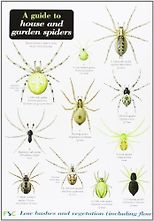 The best books on Spiders - A Guide to House and Garden Spiders by Lawrence Bee & ‎Richard Lewington (illustrator)